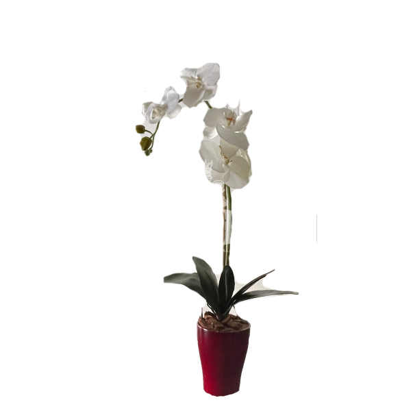 Dirbtinė orchidėja Pasaka 55cm