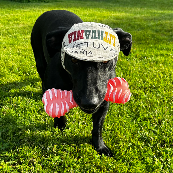 Hat for dogs