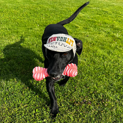 Hat for dogs