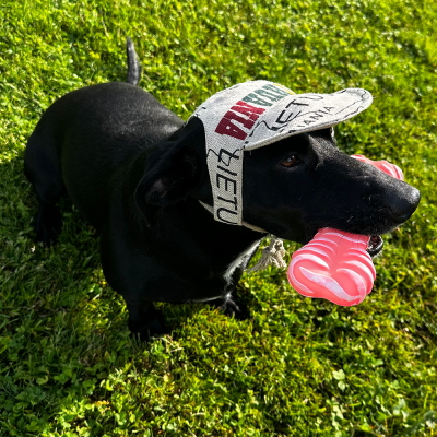 Hat for dogs
