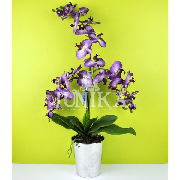 Dirbtinė orchidėja Milda 80cm