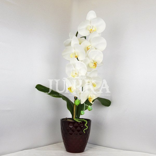 Dirbtinė orchidėja Snaigė 65cm