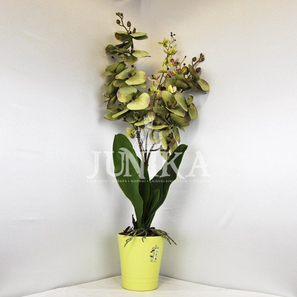 Dirbtinė orchidėja Adelina 70cm